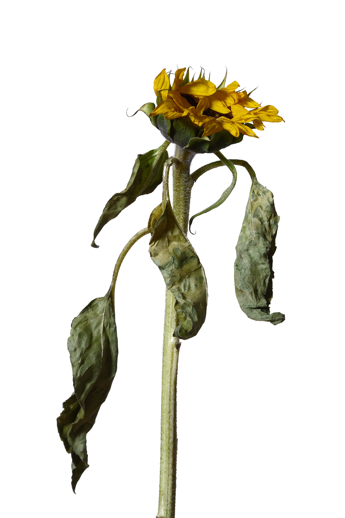 Photographie fleurs fanées : le tournesol