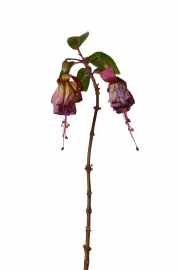 Photographie fleurs fanées : le fuchsia