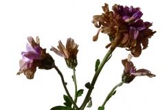 Photographie fleurs fanées : le chrysanthème