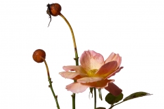 Photographie fleurs fanées : une rose