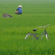 Rizières et tombes, Vietnam