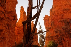 USA Bryce Canyon