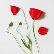 Coquelicot