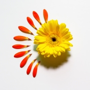 Gerbera-1