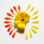 Gerbera-2