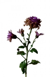 Photographie fleurs fanées : le chrysanthème