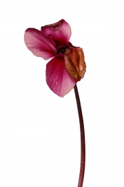 Photographie fleurs fanées : le cyclamen