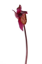Photographie fleurs fanées : le cyclamen