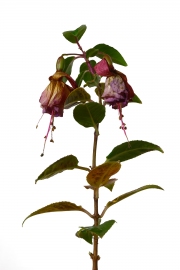 Photographie fleurs fanées : le fuchsia