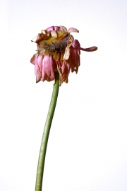 Photographie fleurs fanées : le gerbera