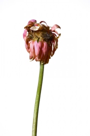 Photographie fleurs fanées : le gerbera