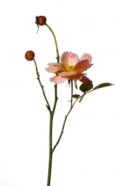 Photographie fleurs fanées : une rose