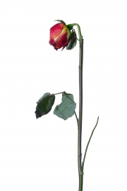 Photographie fleurs fanées : une rose