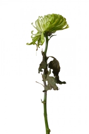 Photographie fleurs fanées : le santini