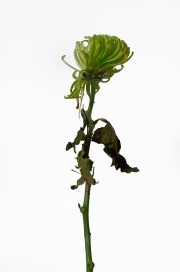 Photographie fleurs fanées : le santini