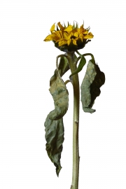 Photographie fleurs fanées : le tournesol
