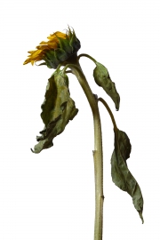 Photographie fleurs fanées : le tournesol