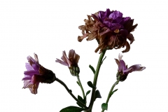 Photographie fleurs fanées : le chrysanthème