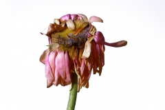 Photographie fleurs fanées : le gerbera