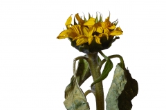 Photographie fleurs fanées : le tournesol
