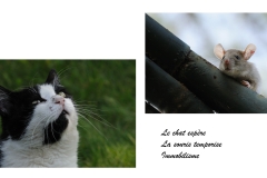 Haïkus et photographies : Jouer au chat et à la souris