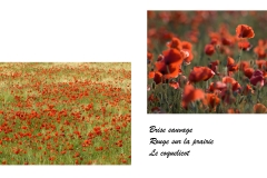 Haïkus et photographies : Coquelicot