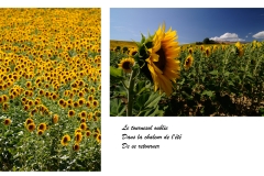 Haïkus et photographies : Tournesol