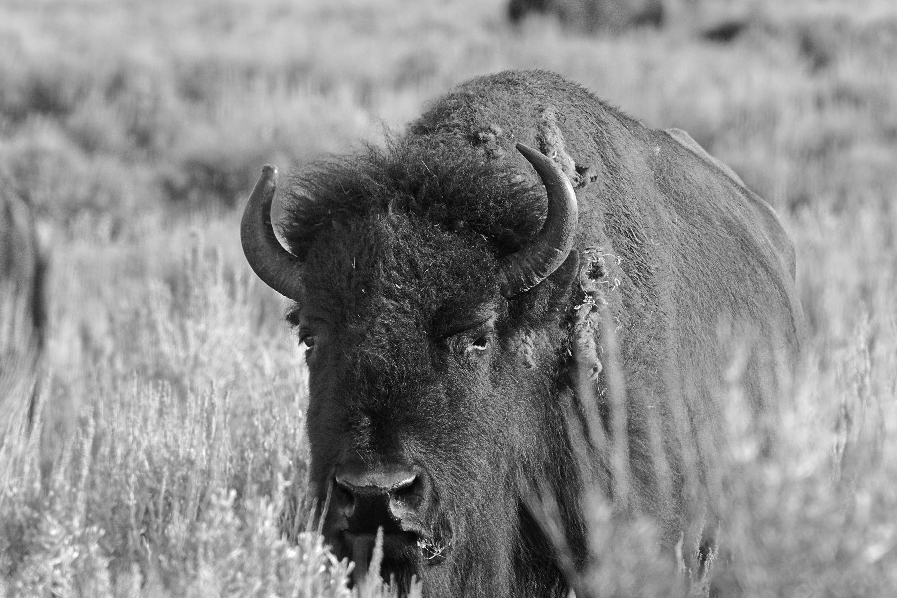 Bison, parc du Grand Téton, USA