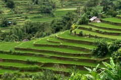Bali, rizières