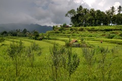 Bali, rizières