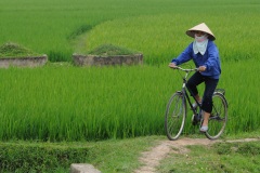 Tombes et rizières, Halong, Vietnam