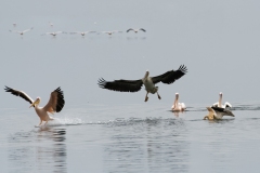 Pélicans, Wallis bay, Namibie