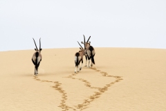 Oryx, Sandwich Harbor, Namibie