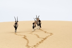Oryx, Sandwich Harbor, Namibie