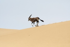 Oryx, Sandwich Harbor, Namibie