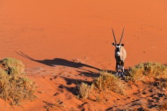 Oryx, Dune 45, Sossuvlei, Namibie
