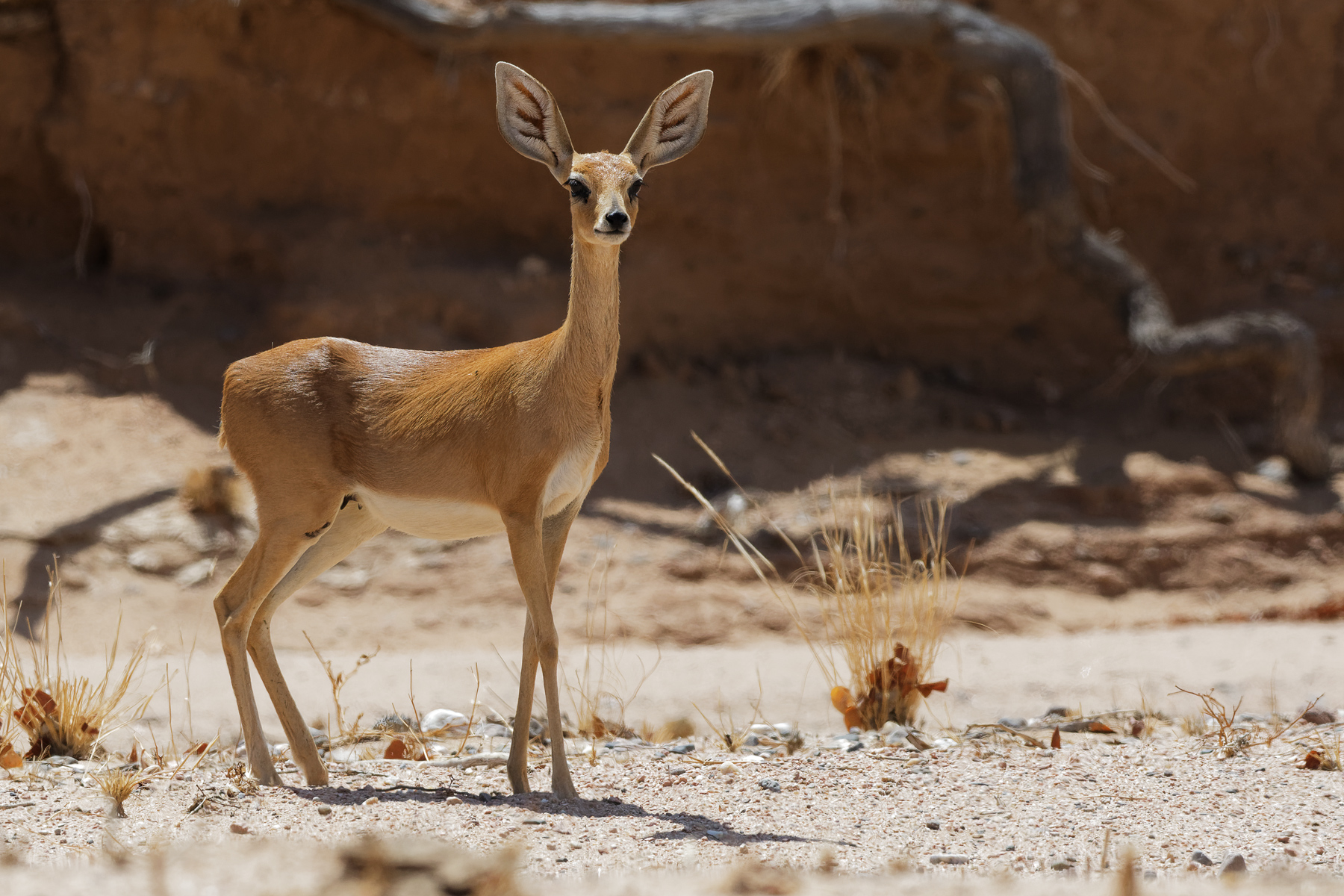 Springbok, Namibie