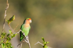 L'inséparable de Namibie