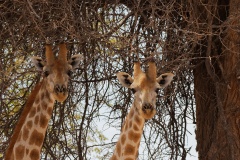 Portrait de girafes
