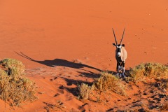 Oryx, Namibie